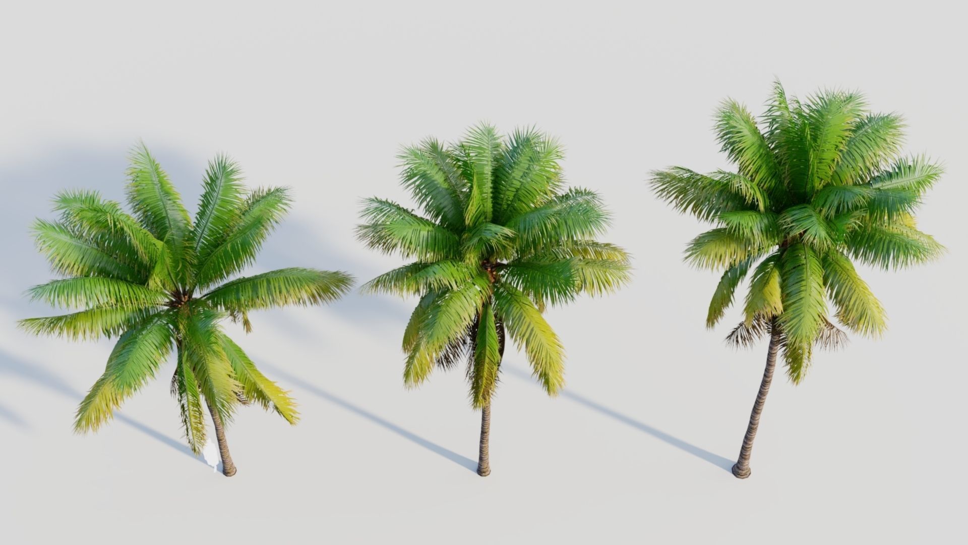 Cocos nucifera a 3D model_3