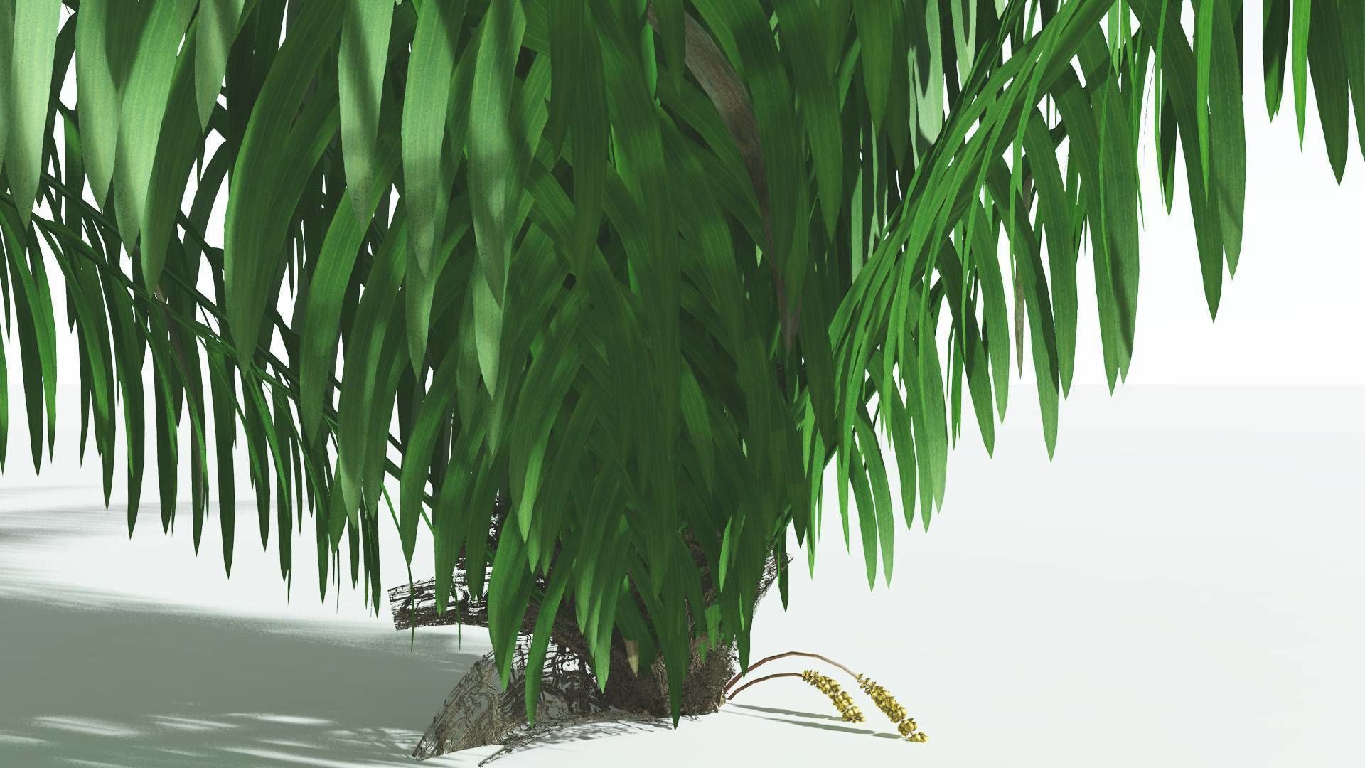 EVERYPlant Seashore Palm 4 --12 Models-- 3D model_15