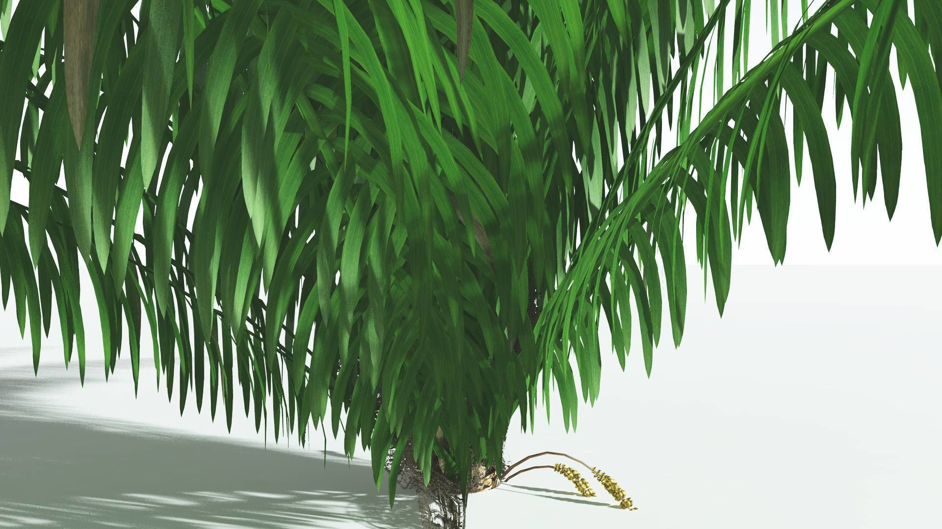 EVERYPlant Seashore Palm 4 --12 Models-- 3D model_27