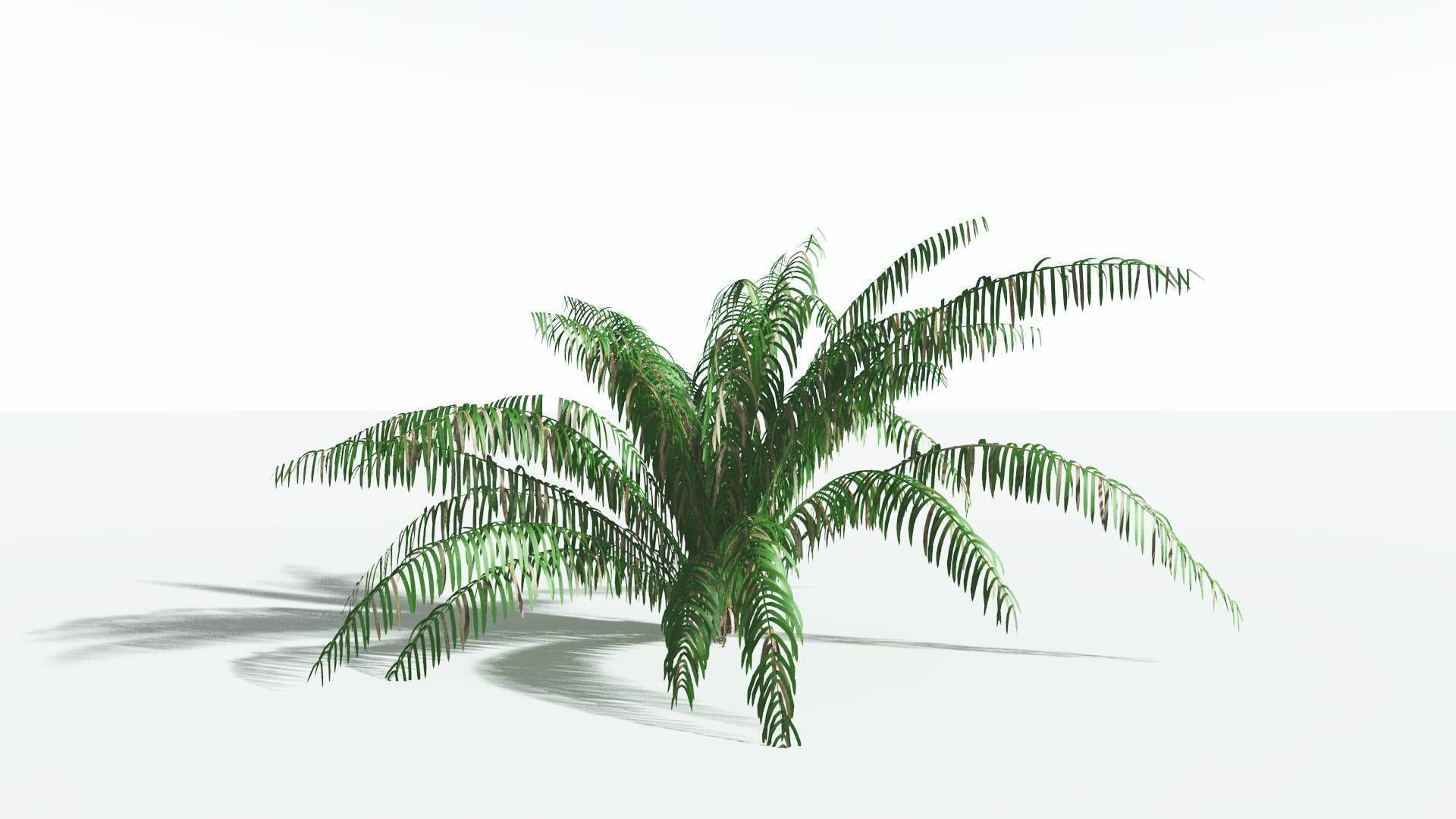 EVERYPlant Seashore Palm 4 --12 Models-- 3D model_8
