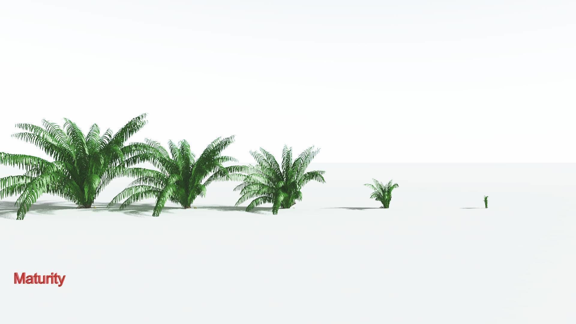 EVERYPlant Seashore Palm 4 --12 Models-- 3D model_2