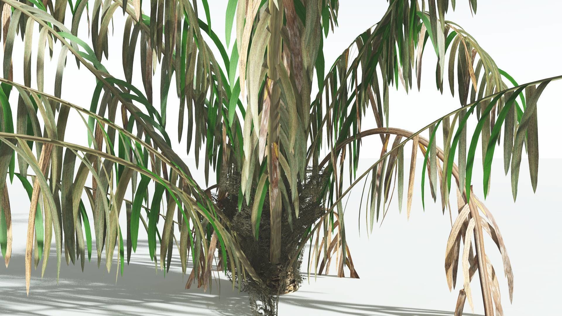 EVERYPlant Seashore Palm 4 --12 Models-- 3D model_11