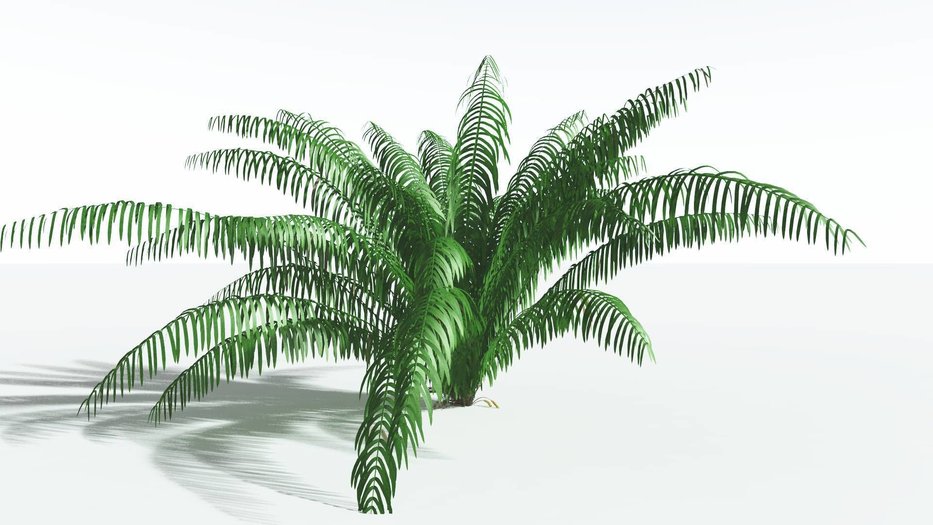 EVERYPlant Seashore Palm 4 --12 Models-- 3D model_14
