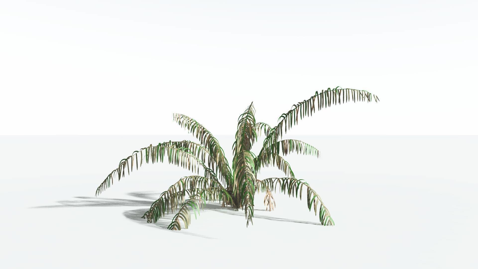 EVERYPlant Seashore Palm 4 --12 Models-- 3D model_10