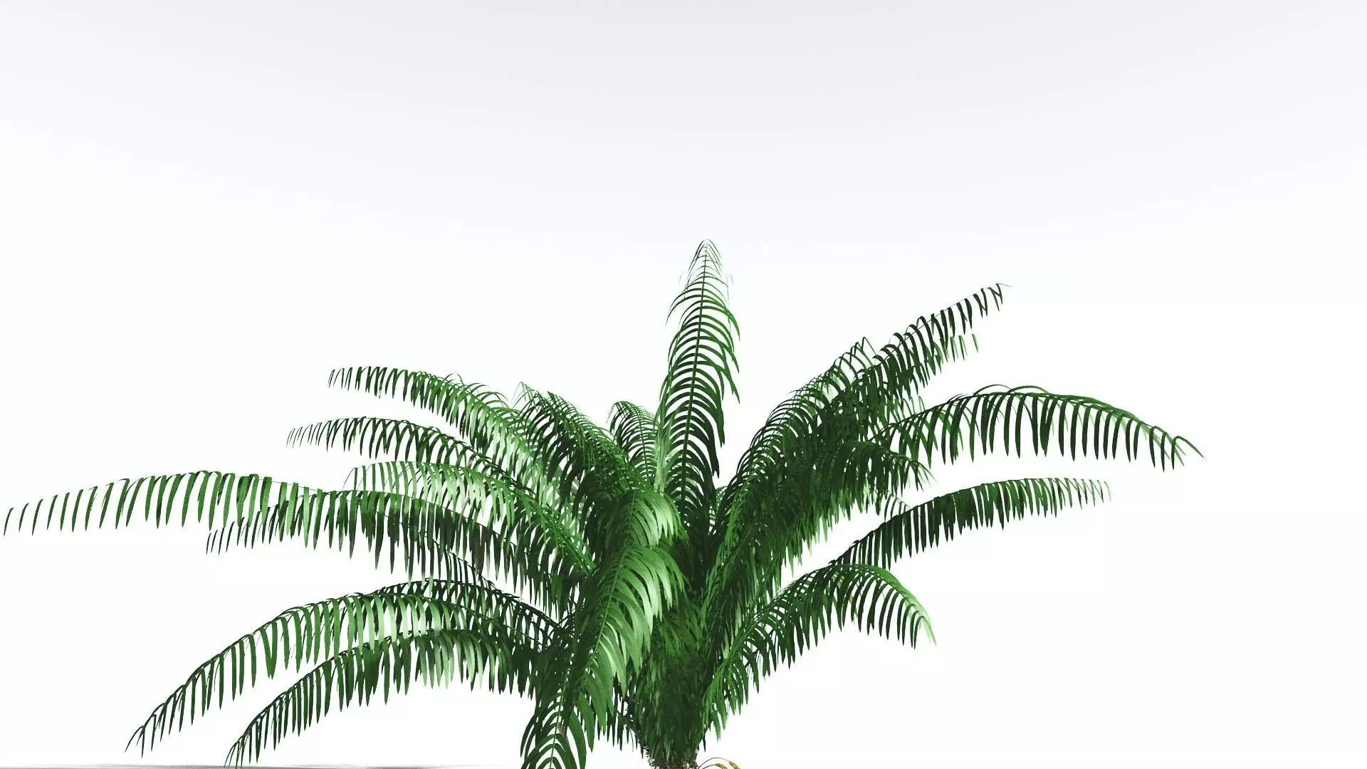 EVERYPlant Seashore Palm 4 --12 Models-- 3D model_0