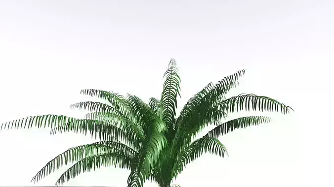 EVERYPlant Seashore Palm 4 --12 Models-- 3D model