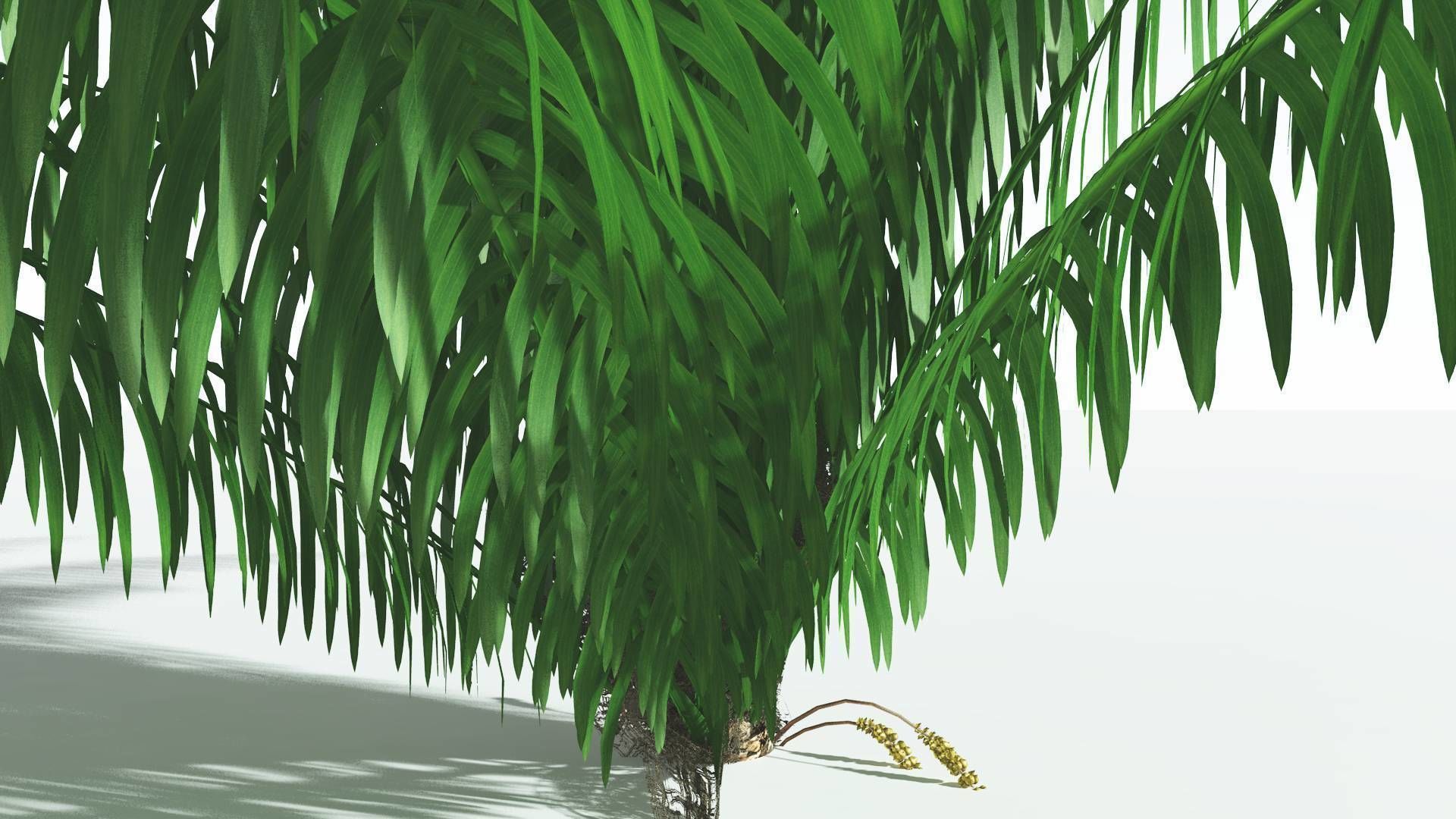 EVERYPlant Seashore Palm 4 --12 Models-- 3D model_7