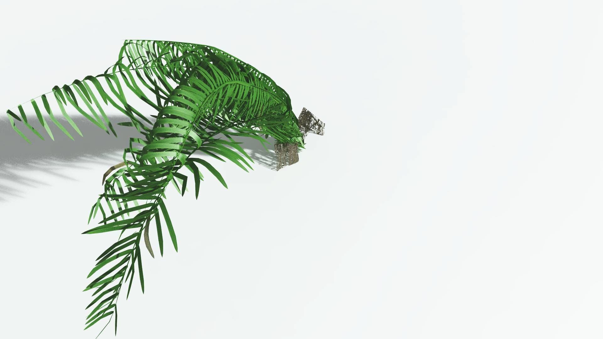 EVERYPlant Seashore Palm 4 --12 Models-- 3D model_21