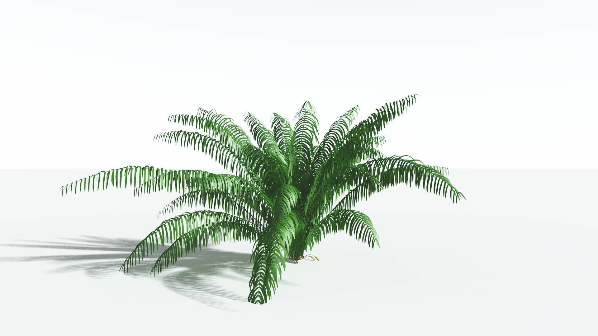 EVERYPlant Seashore Palm 4 --12 Models-- 3D model_6