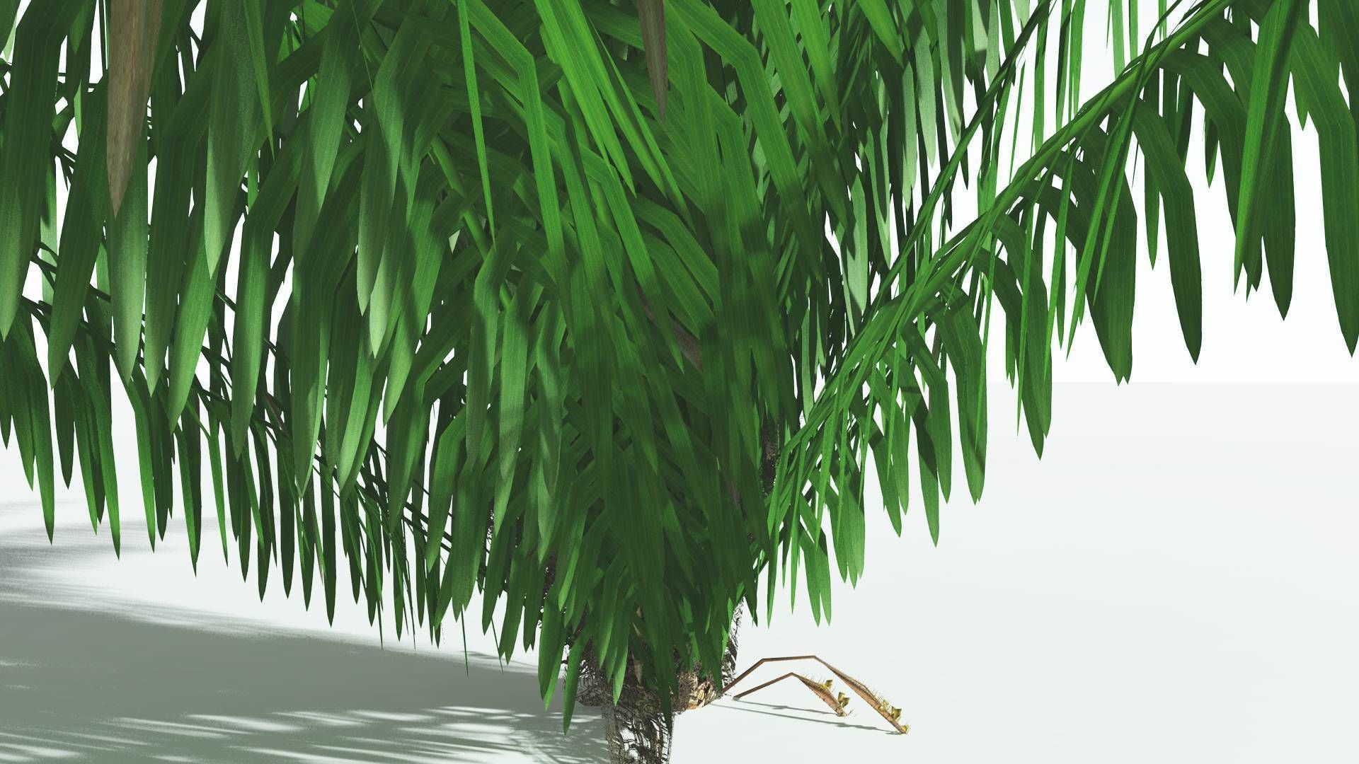 EVERYPlant Seashore Palm 4 --12 Models-- 3D model_23