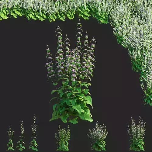 Phlomoides tuberosa flower