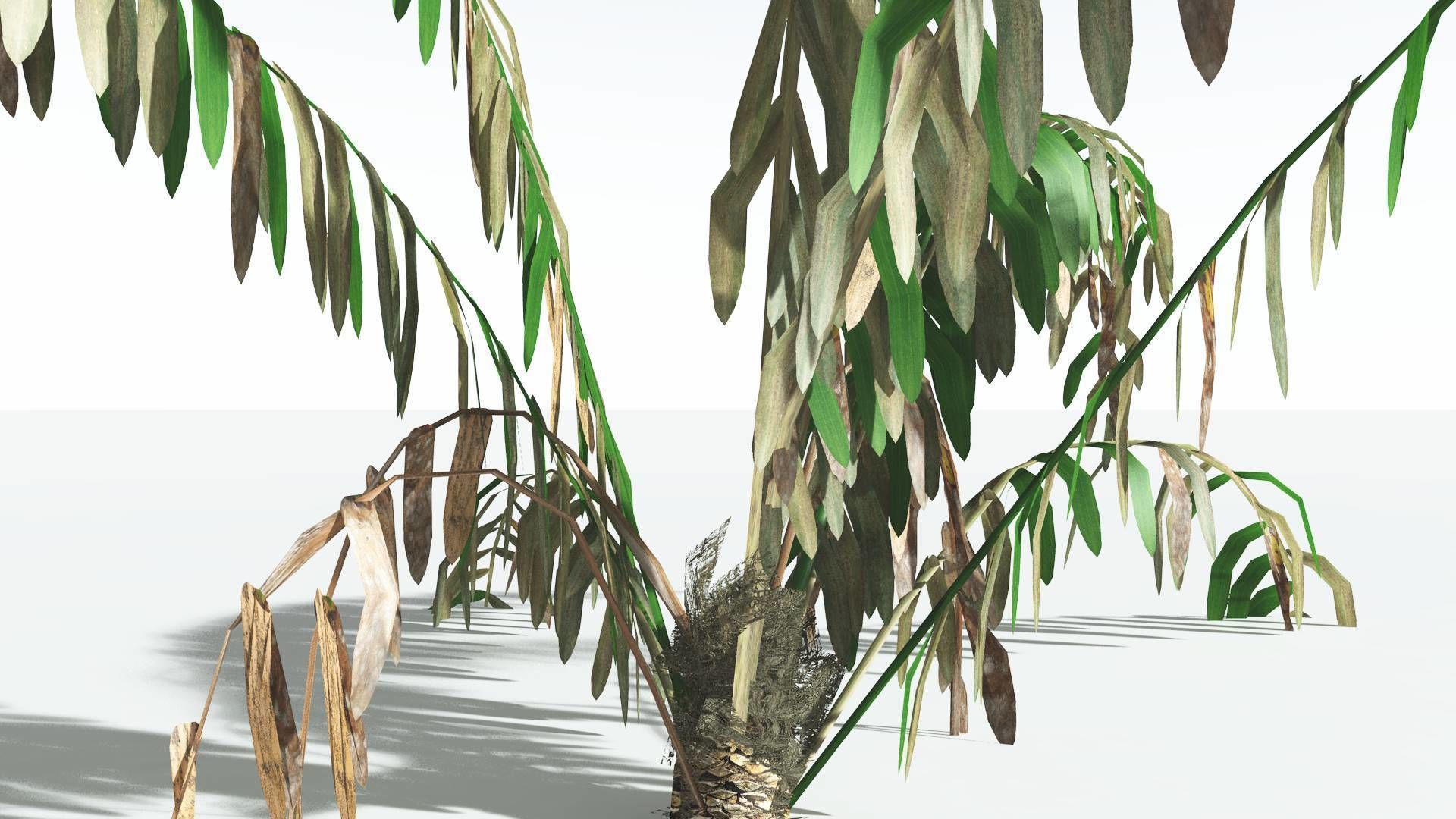 EVERYPlant Seashore Palm LowPoly 1 --12 Models-- Low-poly 3D model_11