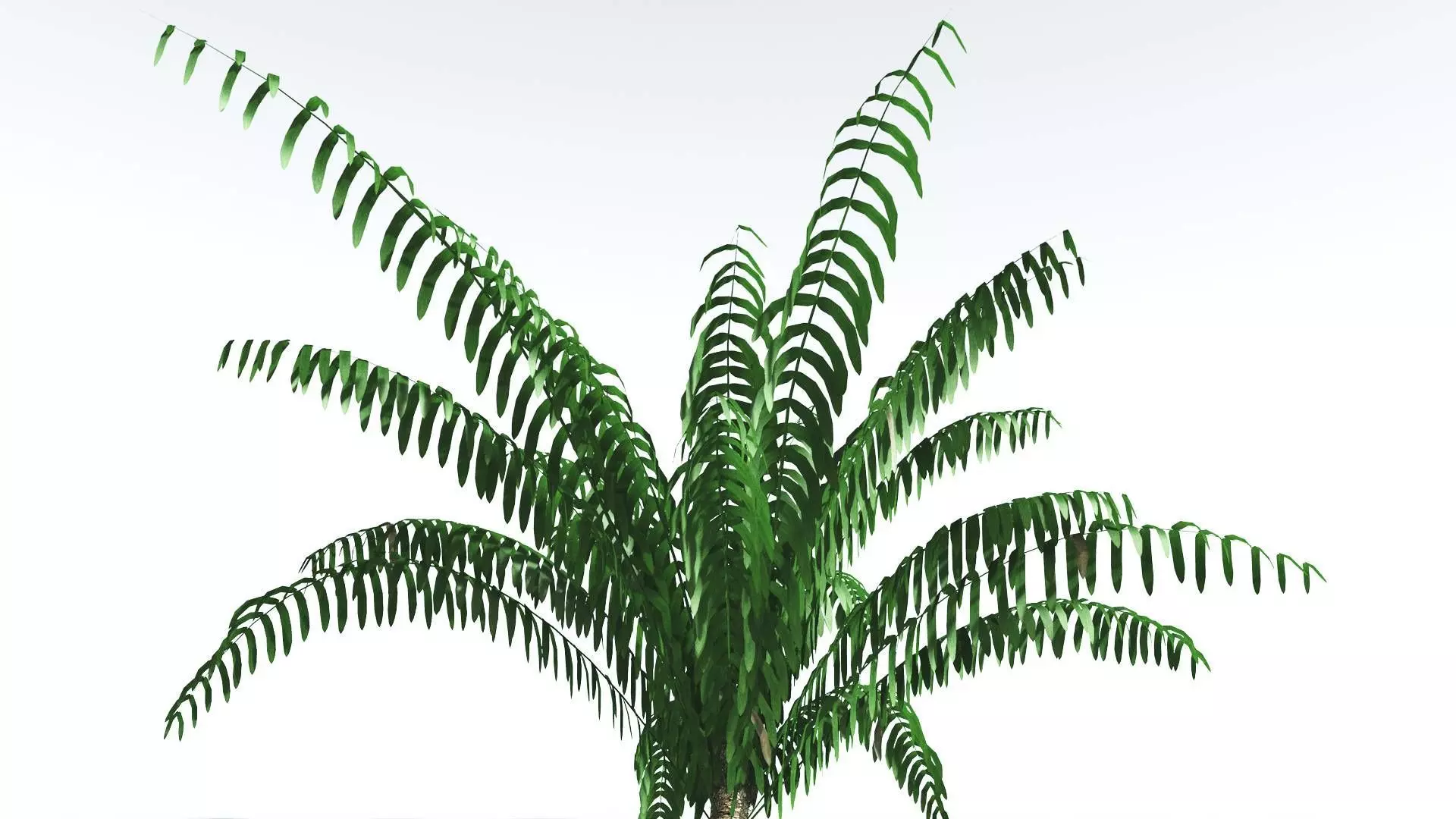 EVERYPlant Seashore Palm LowPoly 1 --12 Models-- Low-poly 3D model_0