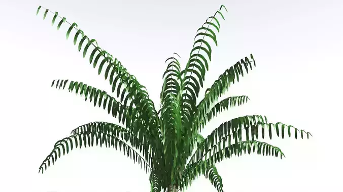 EVERYPlant Seashore Palm LowPoly 1 --12 Models-- Low-poly 3D model