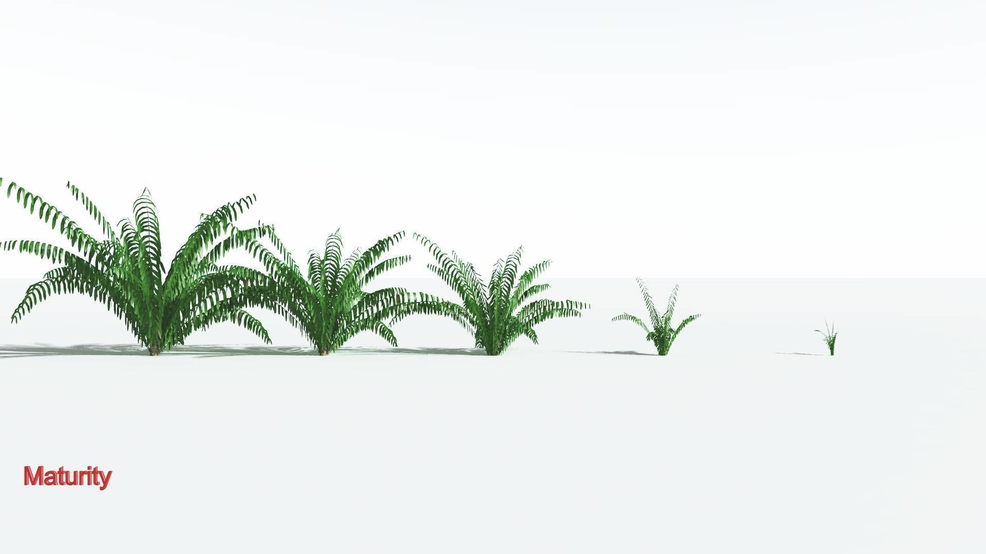 EVERYPlant Seashore Palm LowPoly 1 --12 Models-- Low-poly 3D model_2