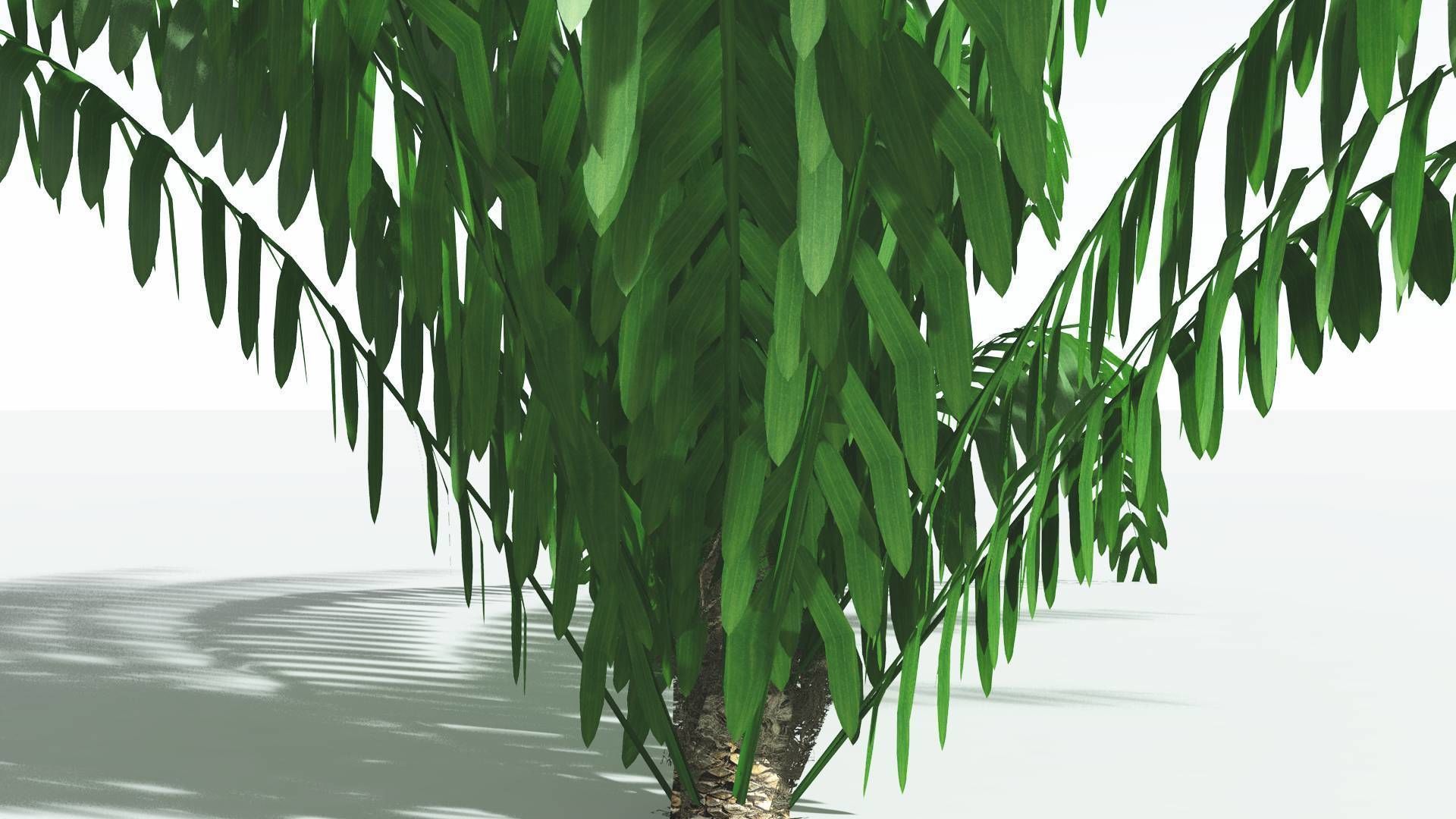 EVERYPlant Seashore Palm LowPoly 1 --12 Models-- Low-poly 3D model_7