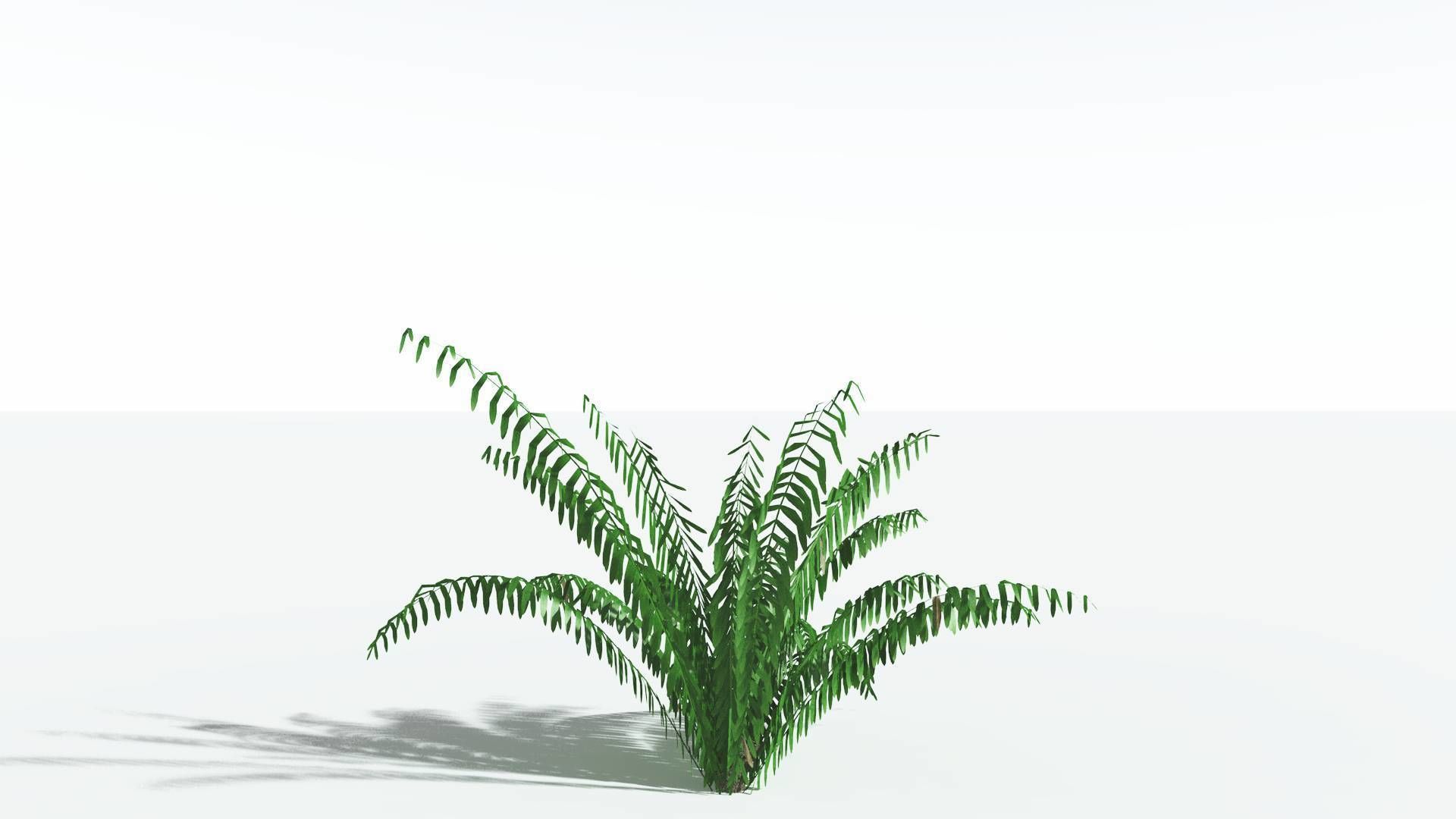 EVERYPlant Seashore Palm LowPoly 1 --12 Models-- Low-poly 3D model_16
