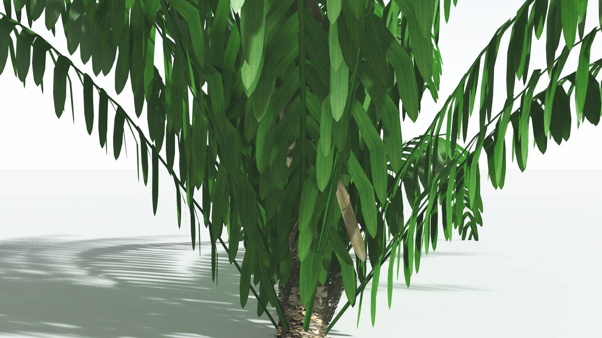 EVERYPlant Seashore Palm LowPoly 1 --12 Models-- Low-poly 3D model_27