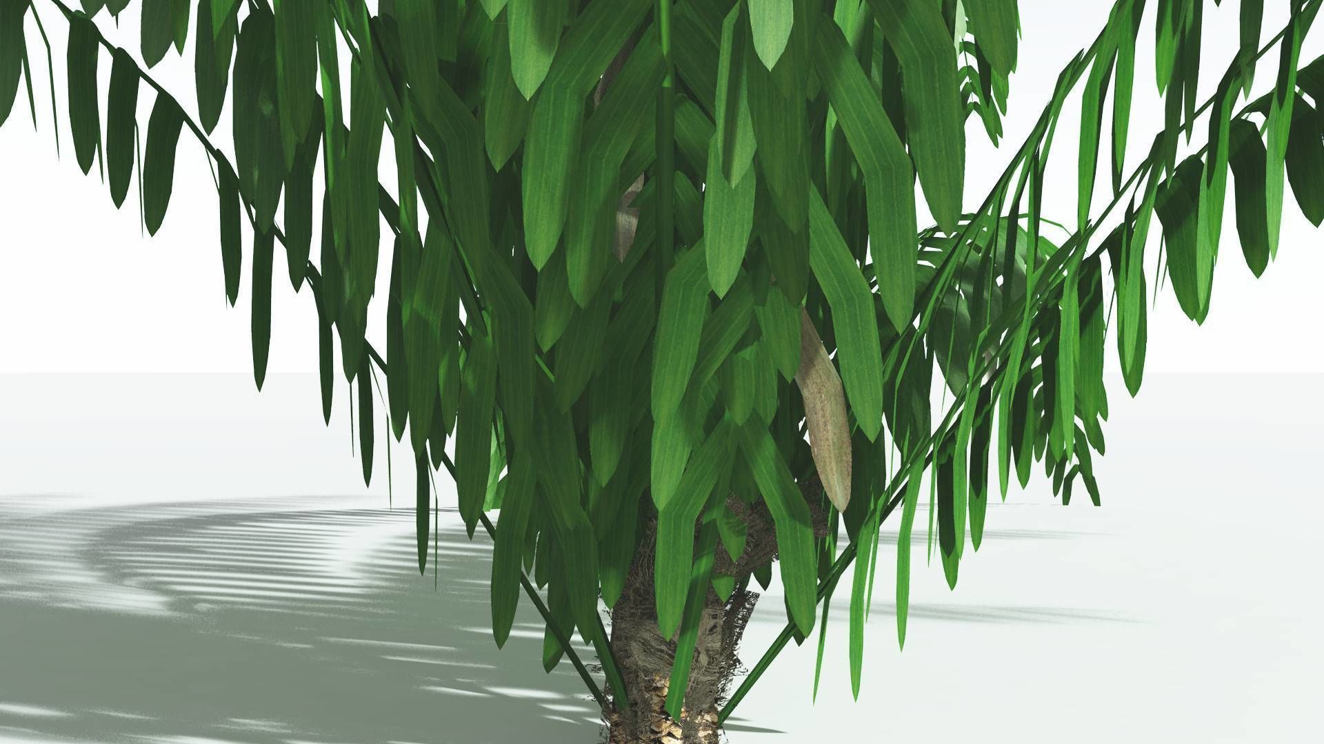 EVERYPlant Seashore Palm LowPoly 1 --12 Models-- Low-poly 3D model_15