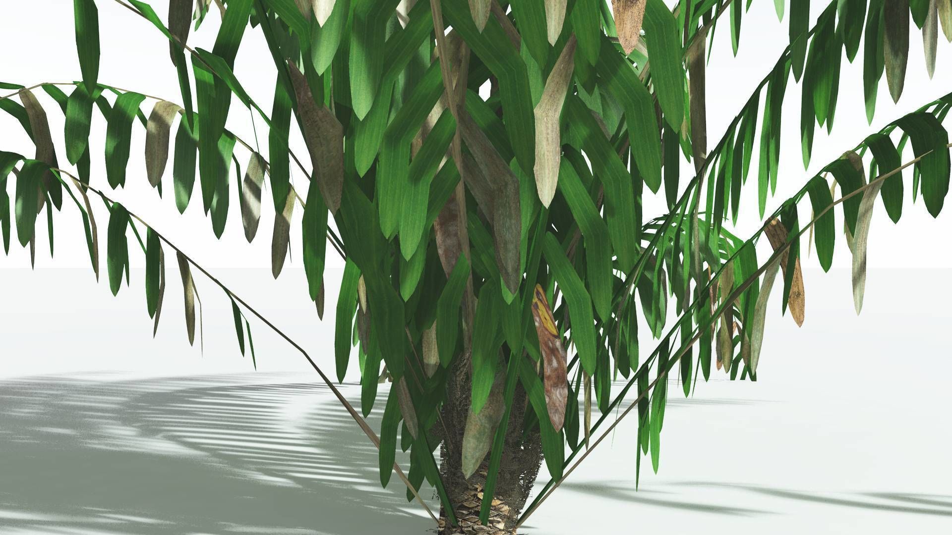 EVERYPlant Seashore Palm LowPoly 1 --12 Models-- Low-poly 3D model_9