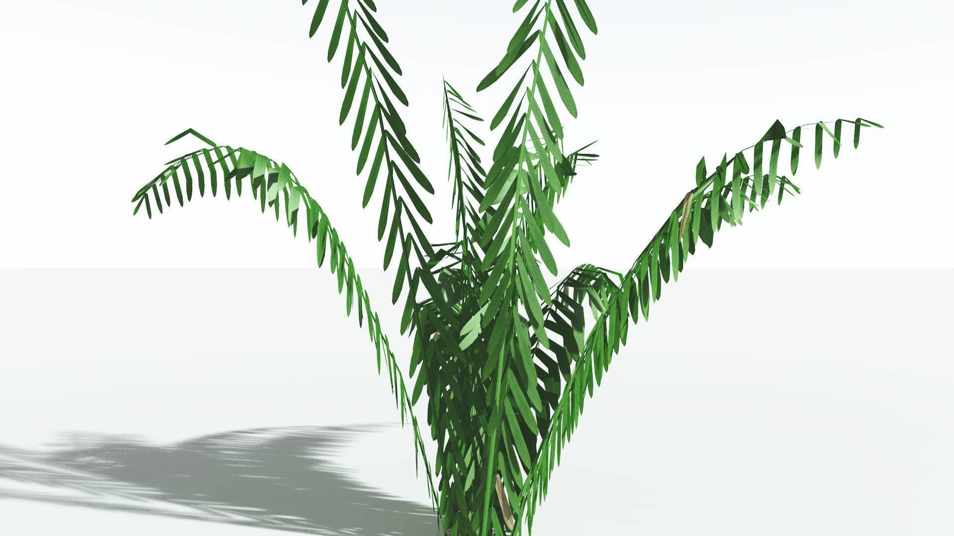 EVERYPlant Seashore Palm LowPoly 1 --12 Models-- Low-poly 3D model_19