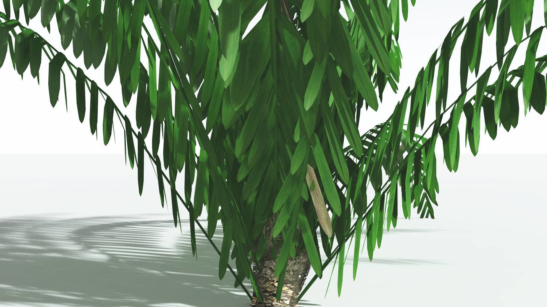 EVERYPlant Seashore Palm LowPoly 1 --12 Models-- Low-poly 3D model_23