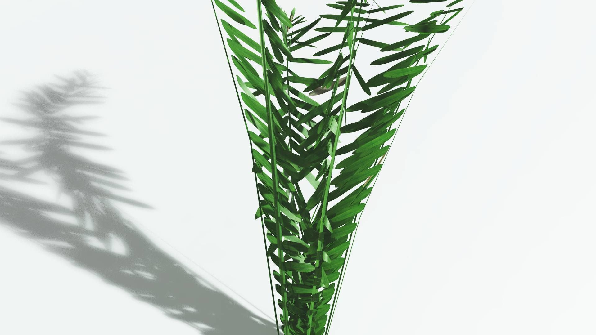 EVERYPlant Seashore Palm LowPoly 1 --12 Models-- Low-poly 3D model_21