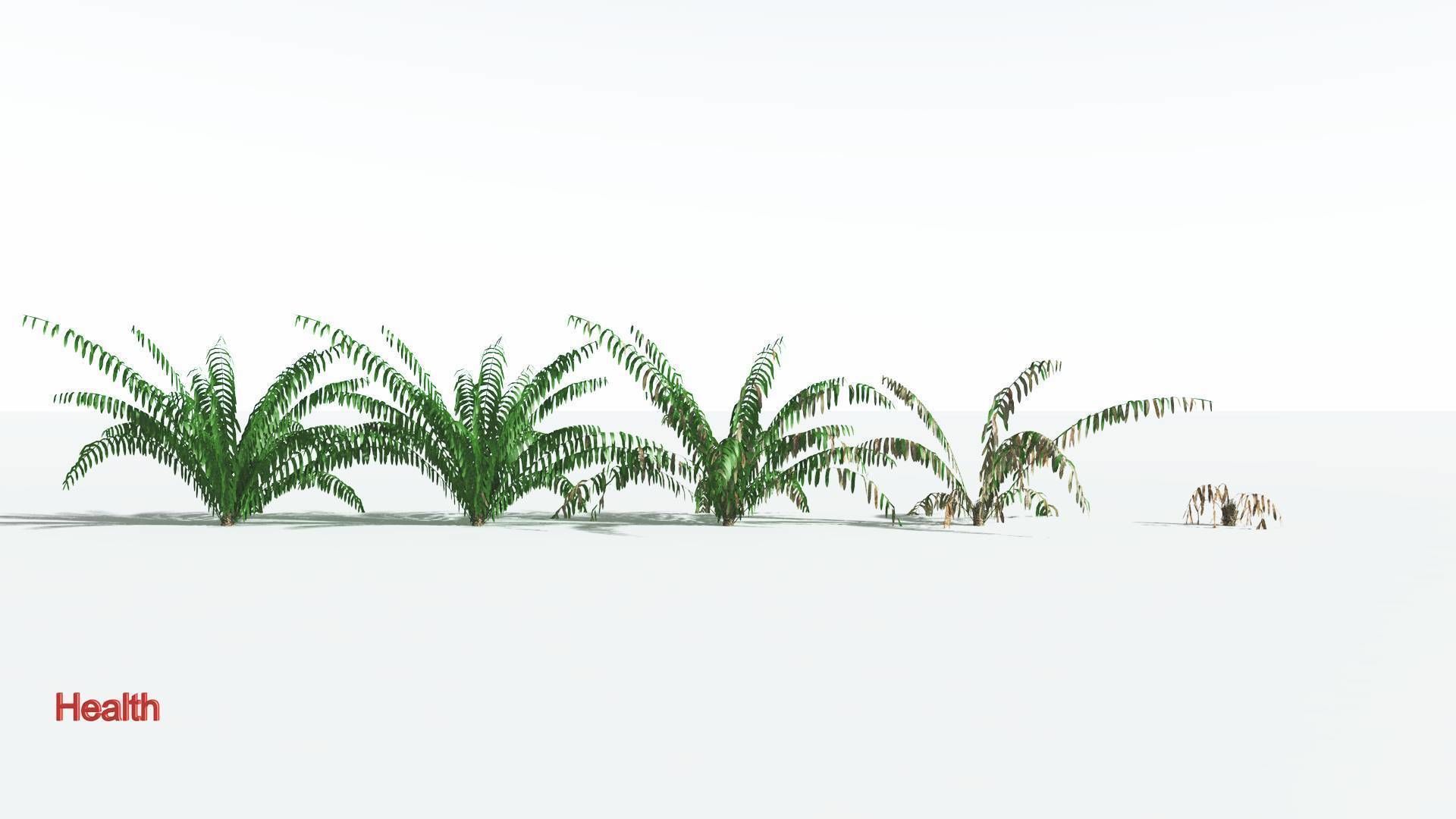 EVERYPlant Seashore Palm LowPoly 1 --12 Models-- Low-poly 3D model_1