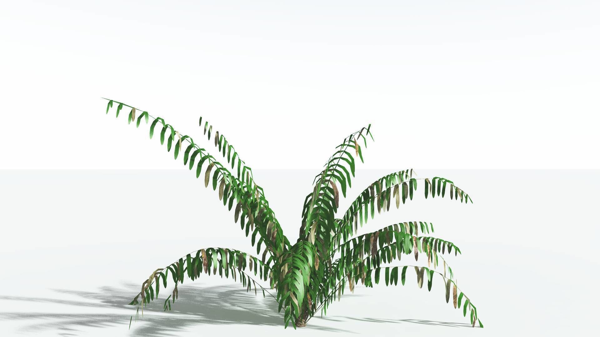 EVERYPlant Seashore Palm LowPoly 1 --12 Models-- Low-poly 3D model_8