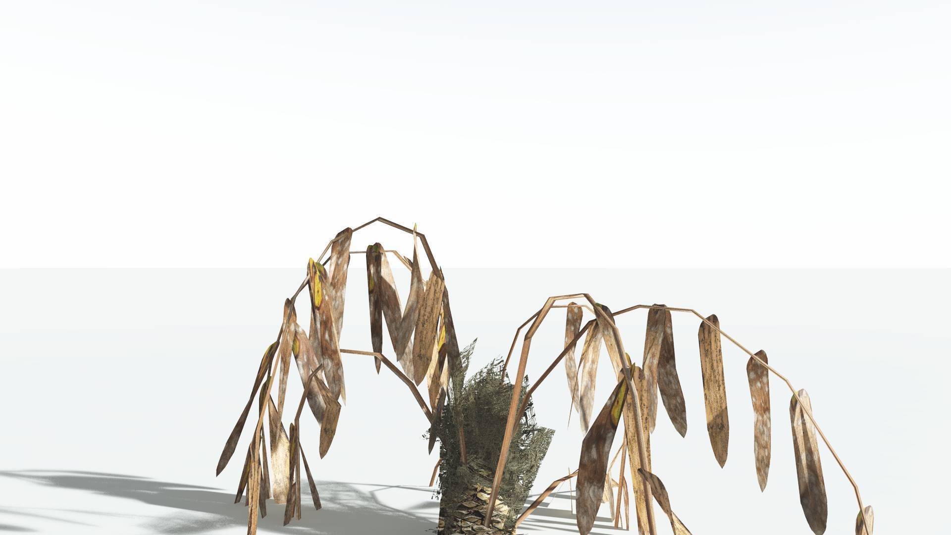 EVERYPlant Seashore Palm LowPoly 1 --12 Models-- Low-poly 3D model_13