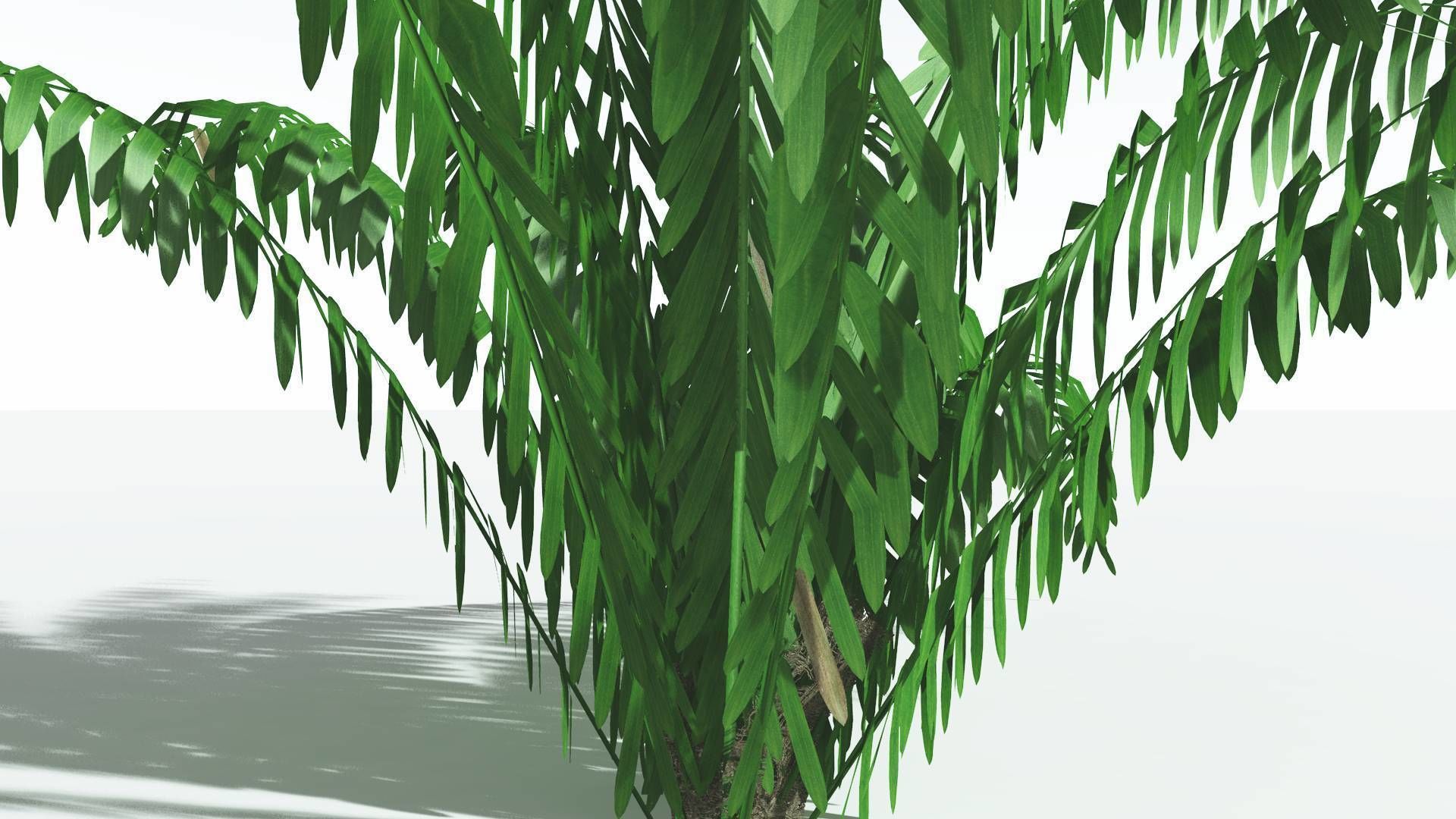 EVERYPlant Seashore Palm LowPoly 1 --12 Models-- Low-poly 3D model_17