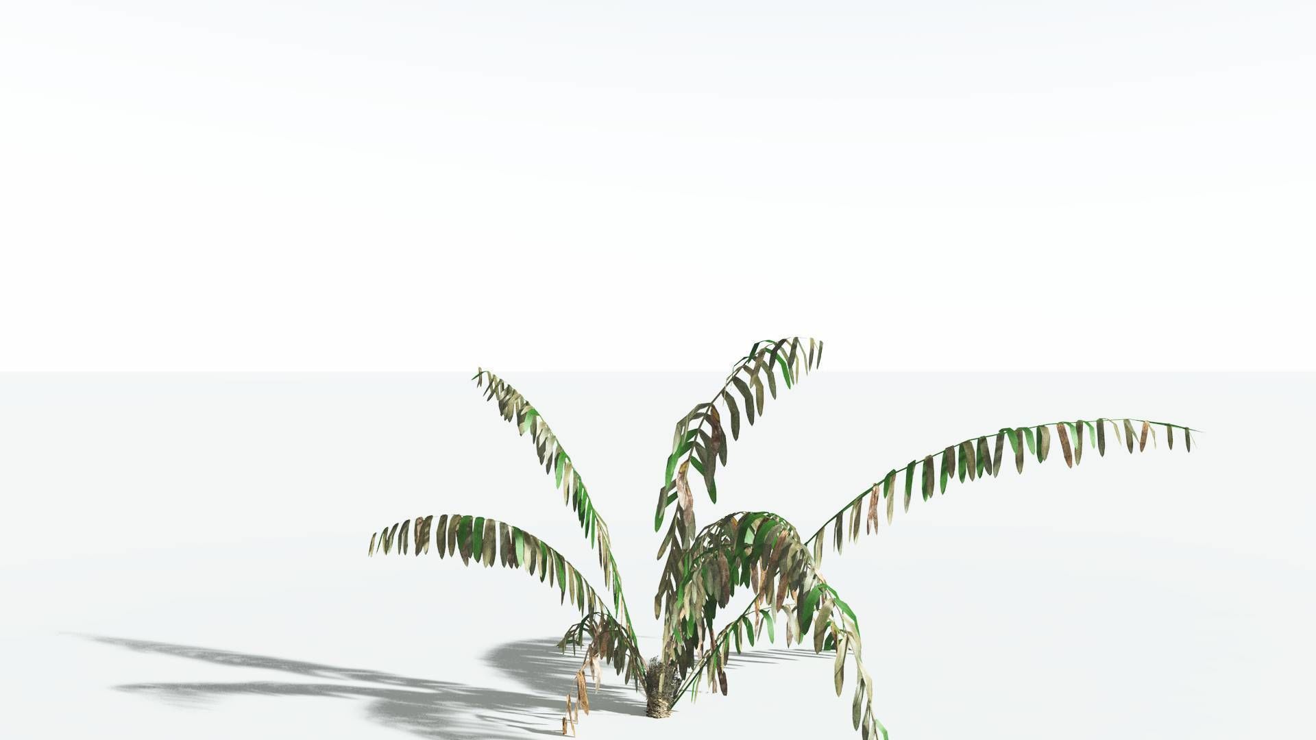 EVERYPlant Seashore Palm LowPoly 1 --12 Models-- Low-poly 3D model_10