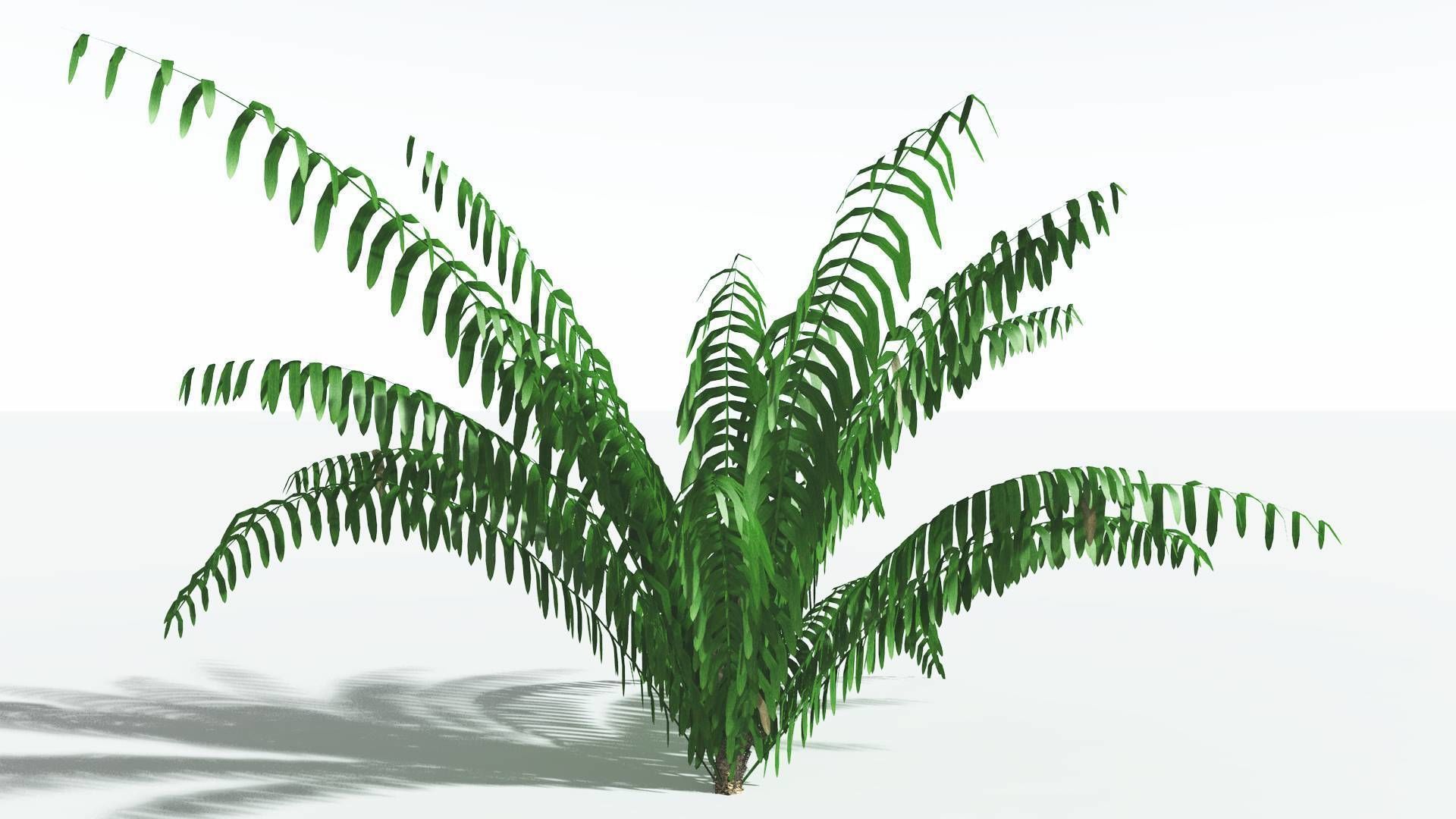 EVERYPlant Seashore Palm LowPoly 1 --12 Models-- Low-poly 3D model_14