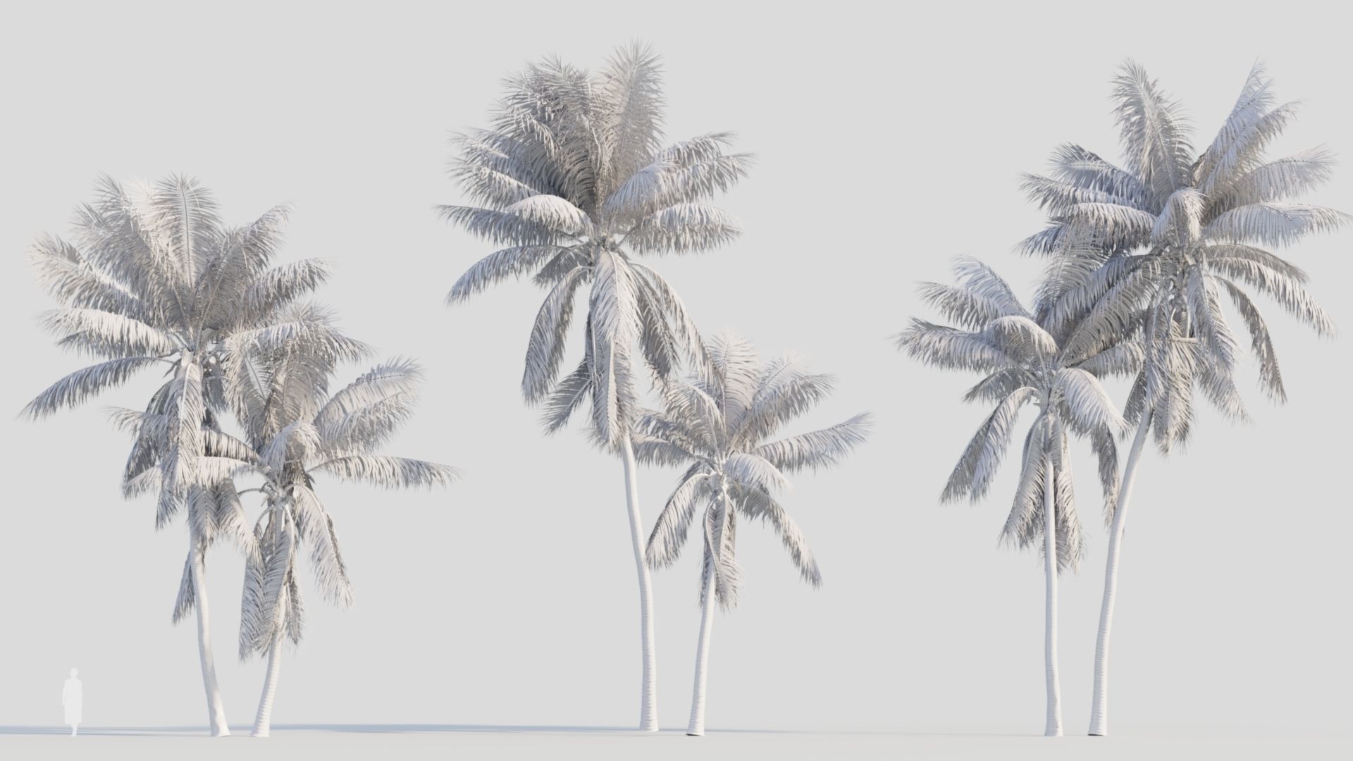 Cocos nucifera b 3D model_9