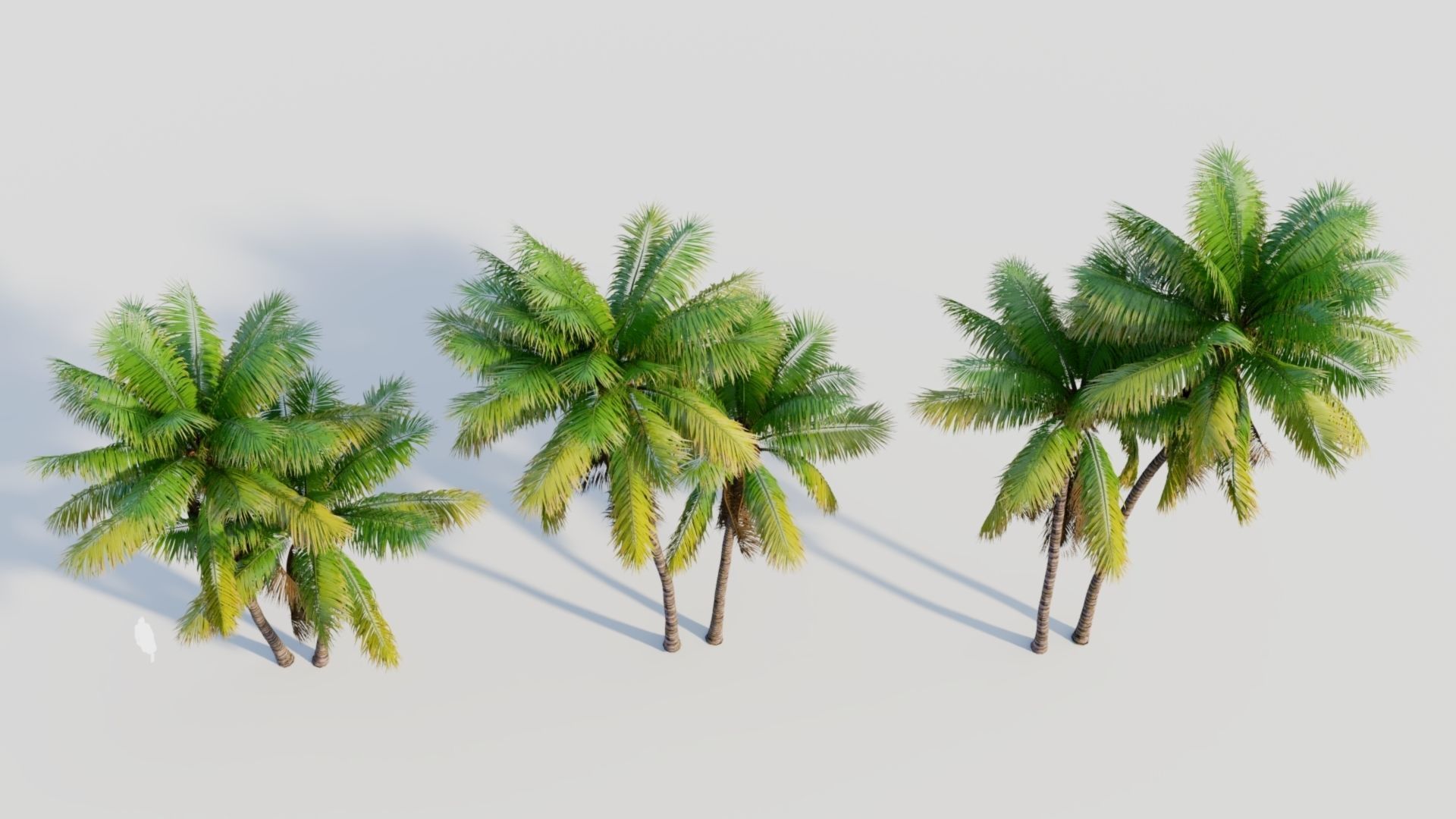 Cocos nucifera b 3D model_3