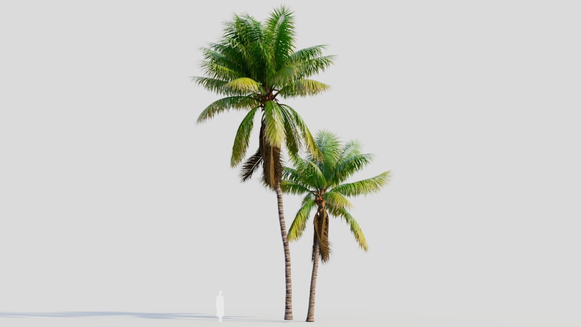 Cocos nucifera b 3D model_7