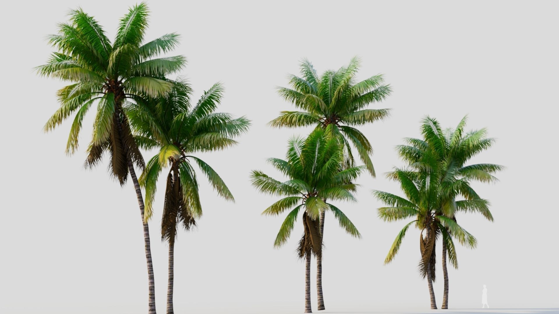 Cocos nucifera b 3D model_5