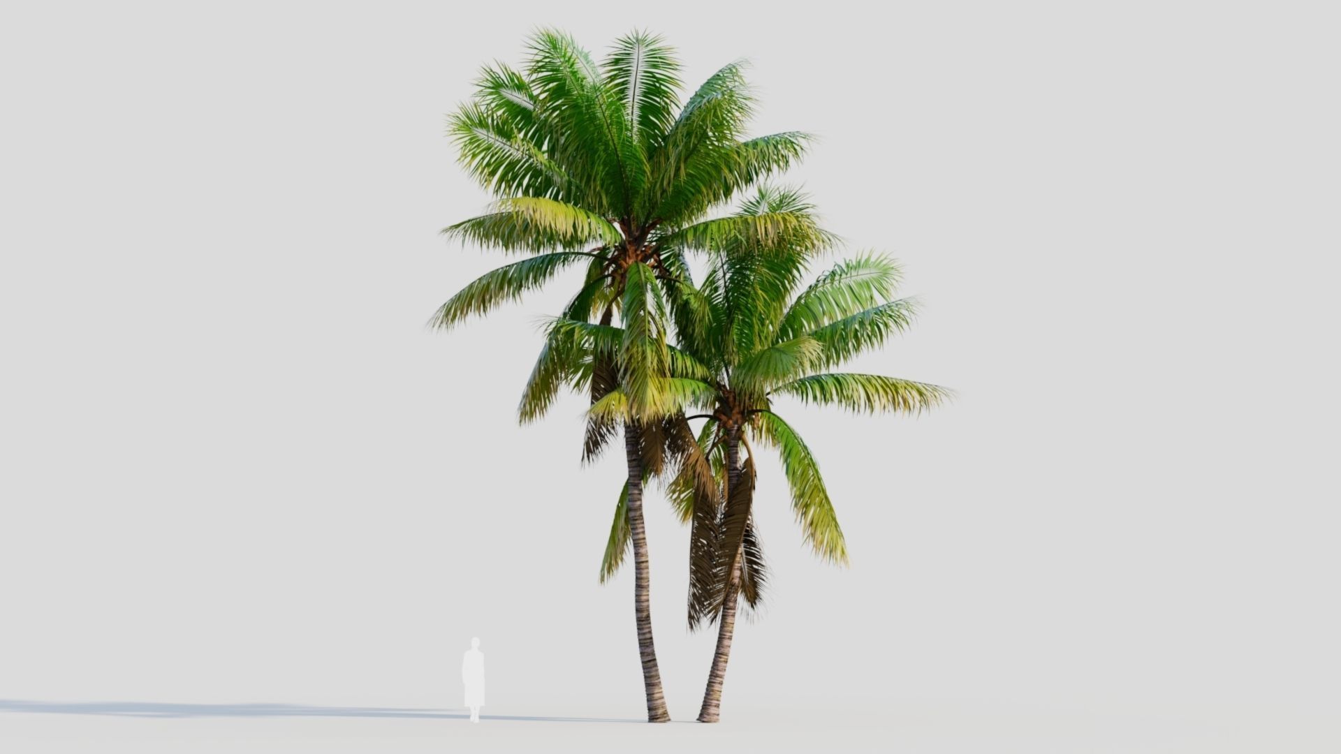 Cocos nucifera b 3D model_6