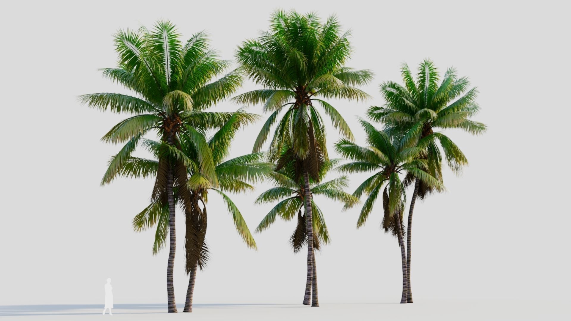 Cocos nucifera b 3D model_4