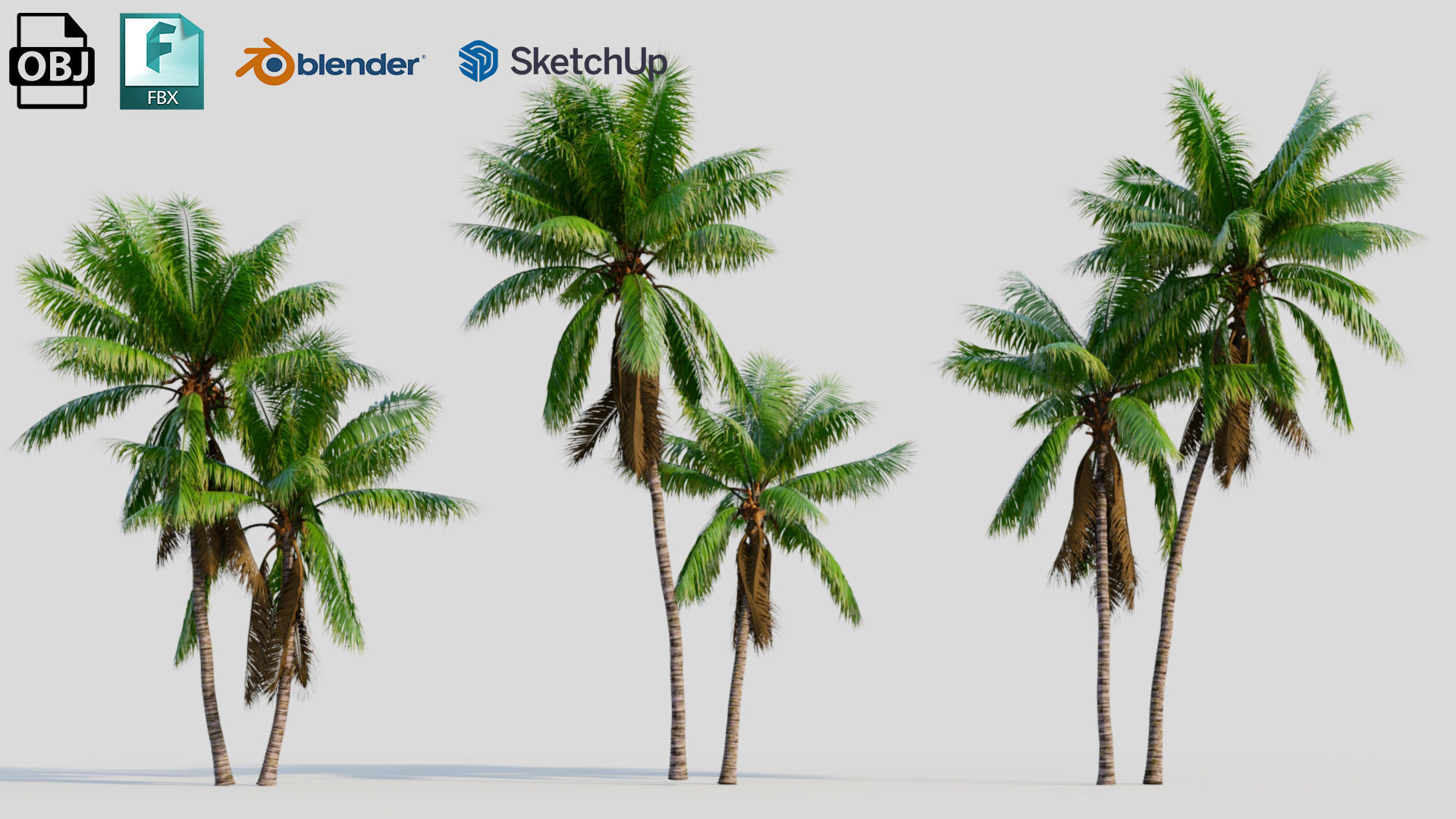 Cocos nucifera b 3D model_1