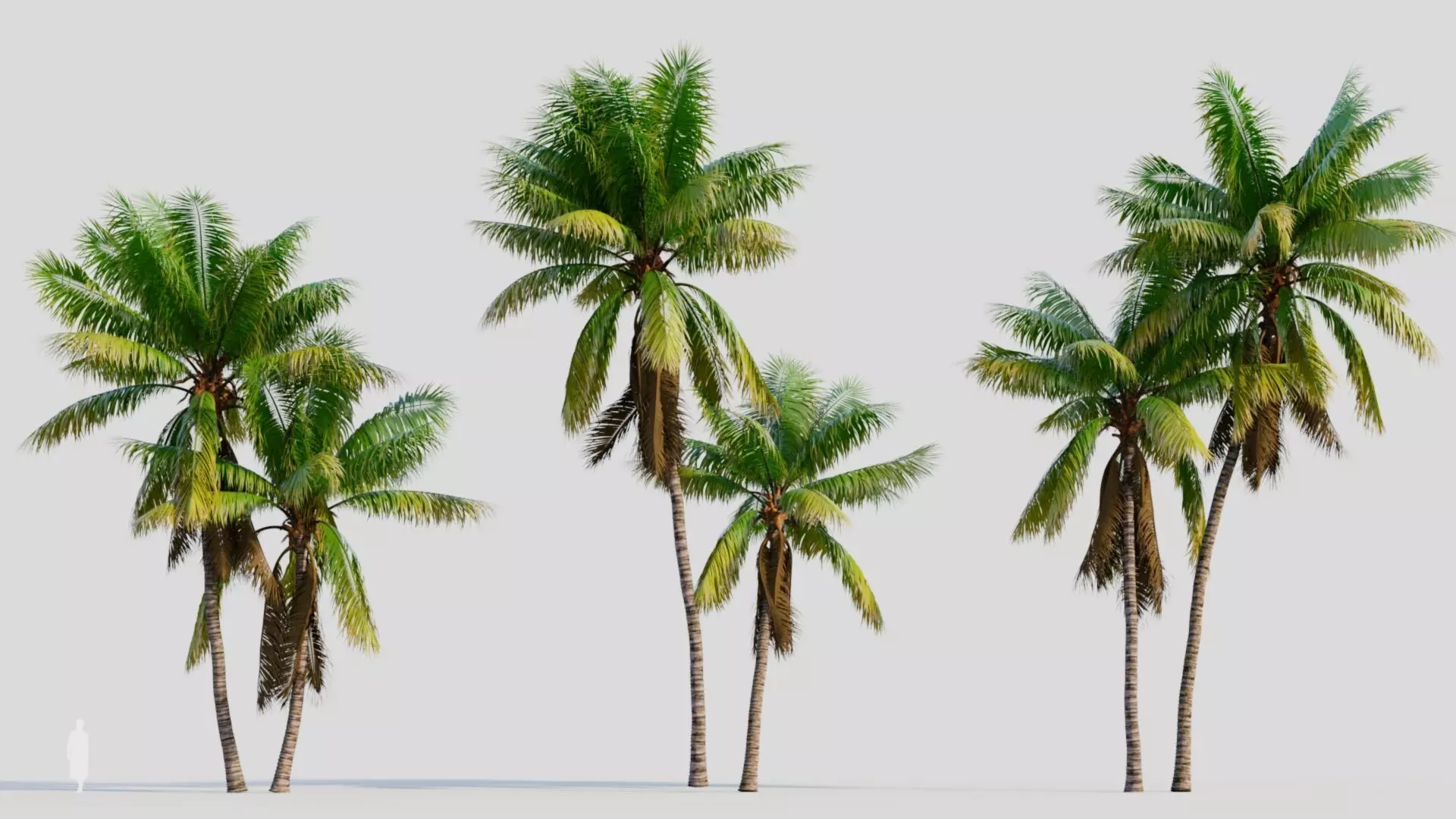 Cocos nucifera b 3D model_0