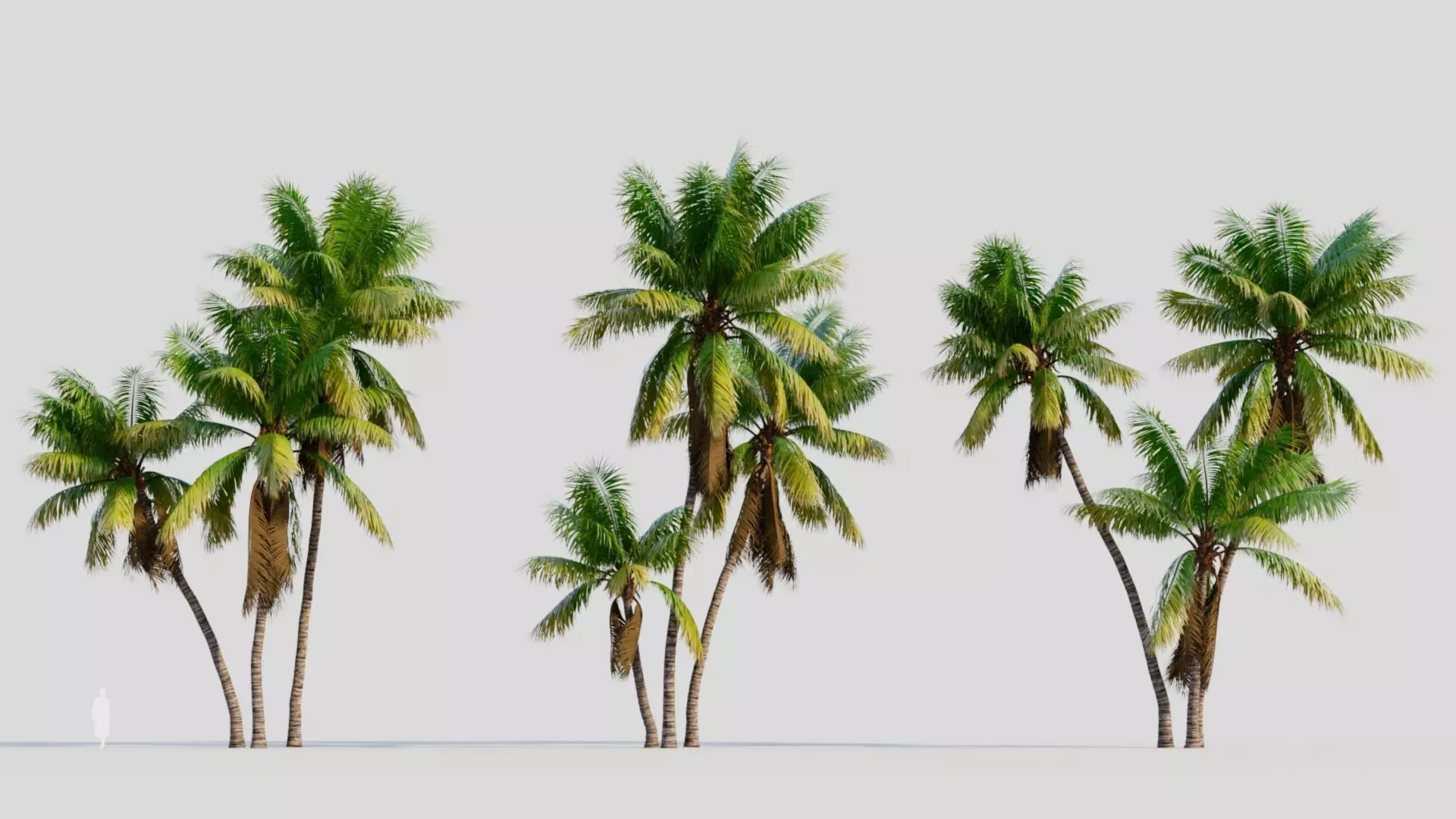 Cocos nucifera c 3D model