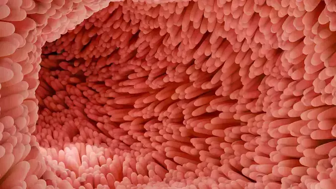 Intestinal villi 