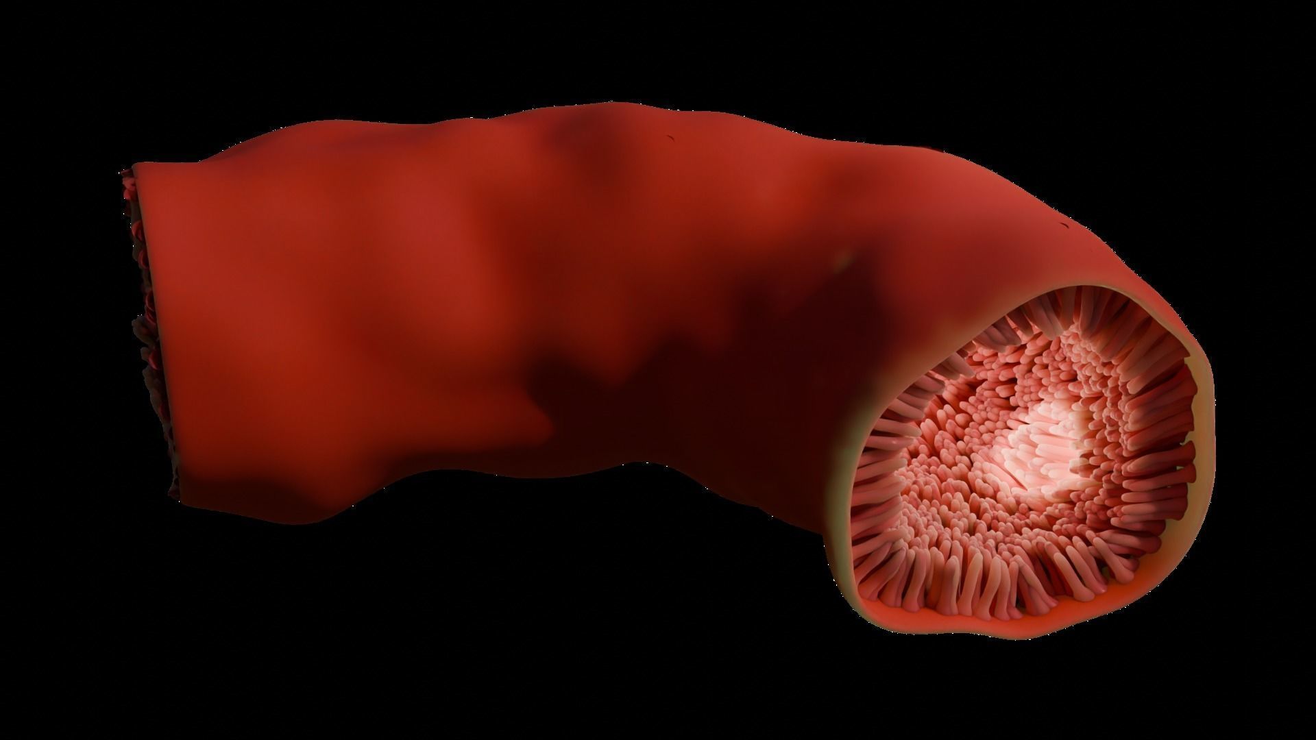 Intestinal villi Low-poly 3D model_5