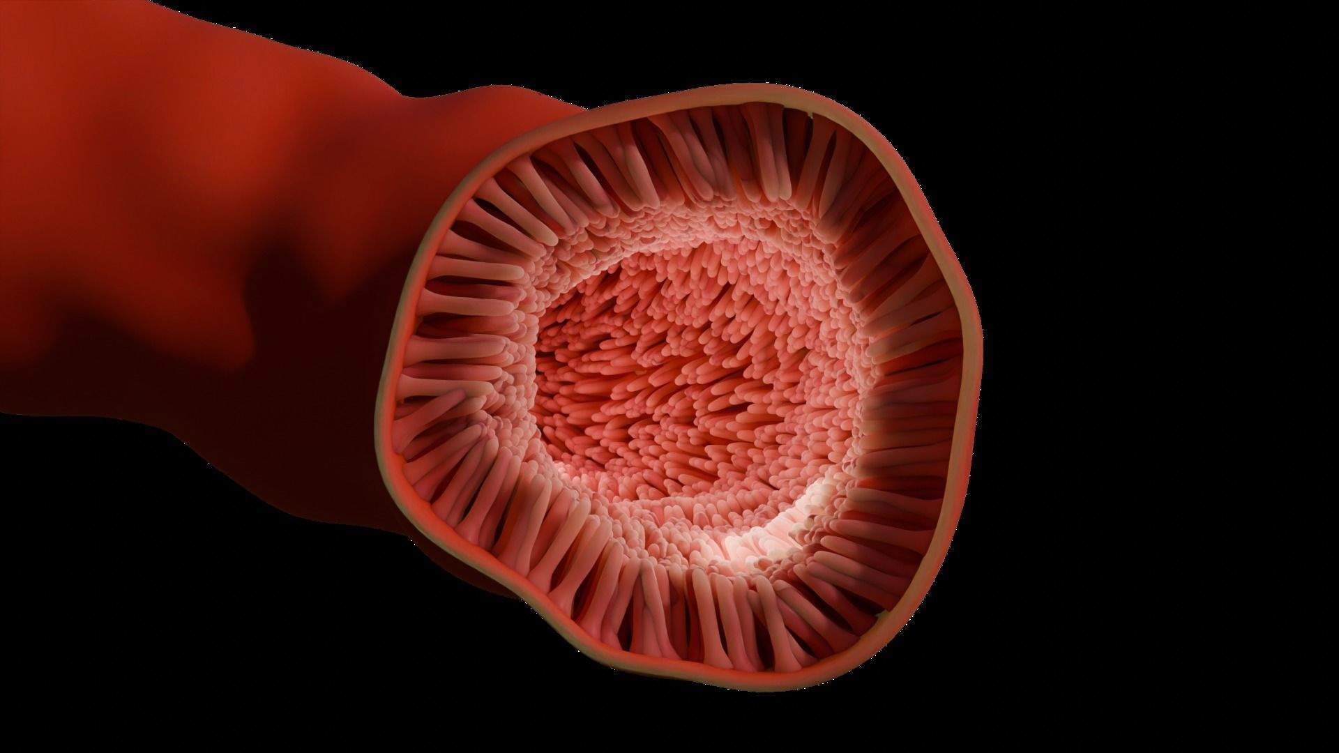 Intestinal villi Low-poly 3D model_4