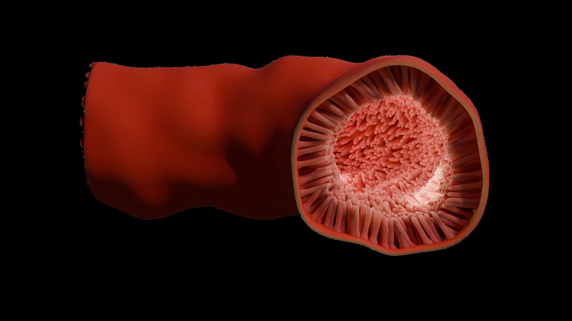 Intestinal villi Low-poly 3D model_6