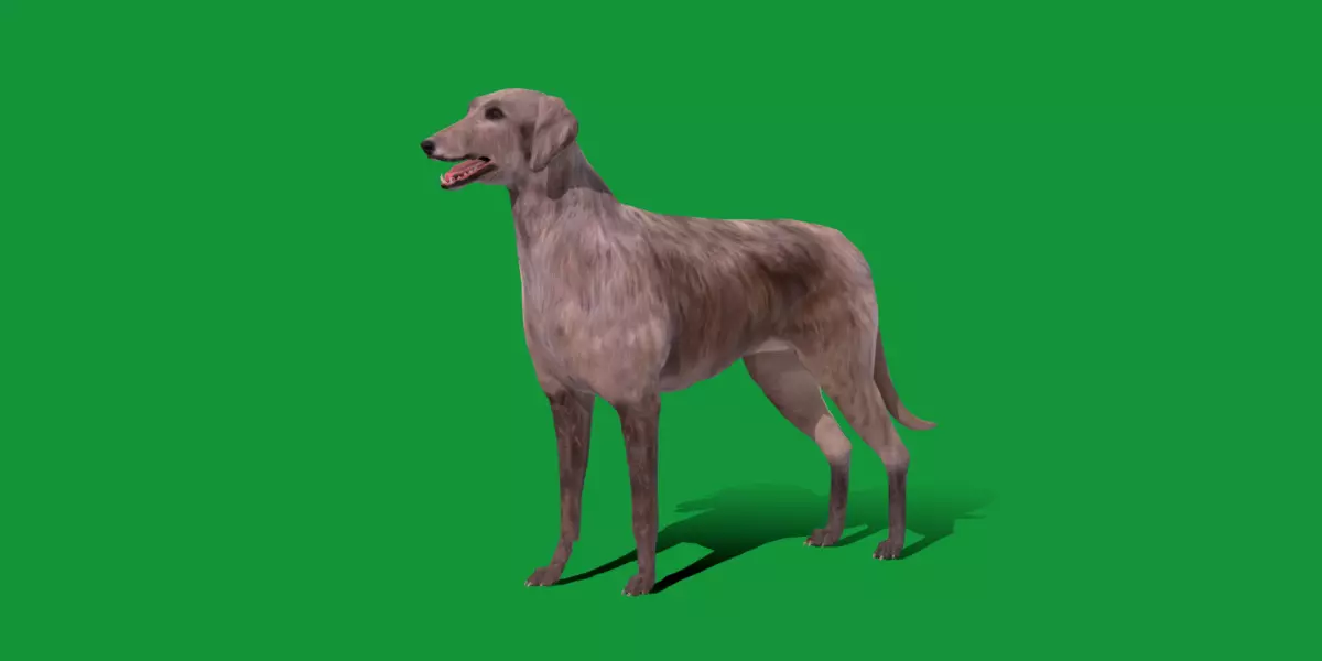 Scottish Deerhound Dog Low-poly 3D model