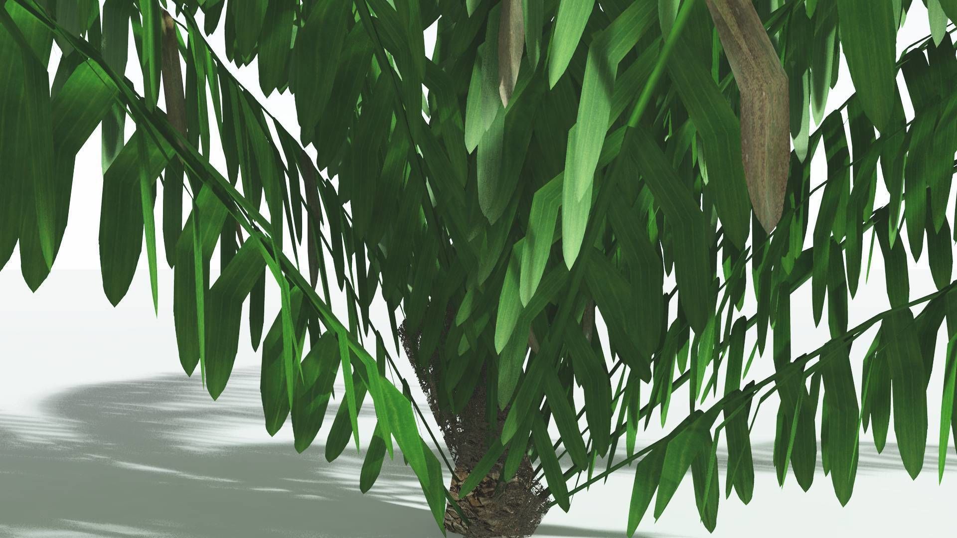 EVERYPlant Seashore Palm LowPoly 2 --12 Models-- Low-poly 3D model_5