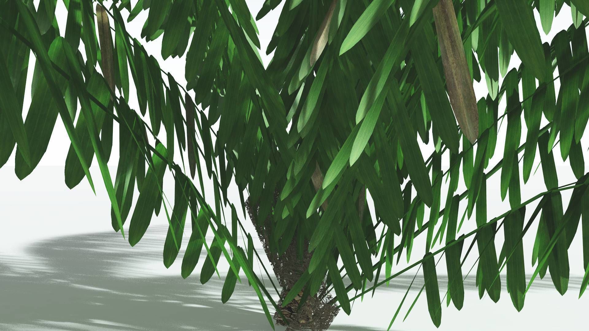 EVERYPlant Seashore Palm LowPoly 2 --12 Models-- Low-poly 3D model_23