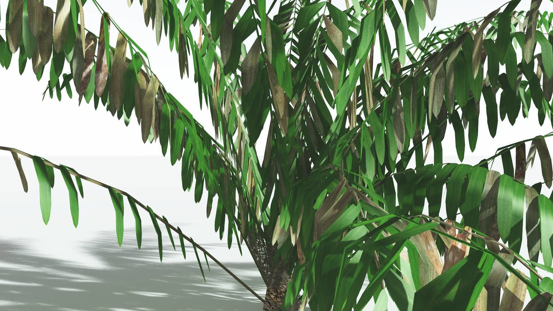 EVERYPlant Seashore Palm LowPoly 2 --12 Models-- Low-poly 3D model_9